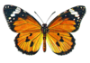  Butterfly Orange/blk Image